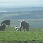 Sheep at Ceres